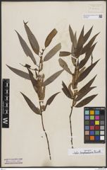 Foto von Salix bonplandiana Kunth